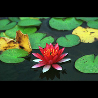 Lotus / 睡蓮